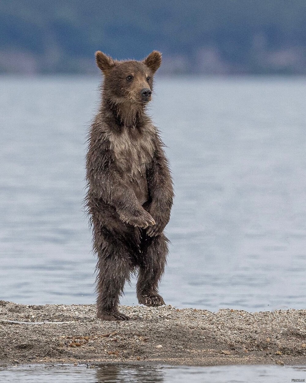 Медвежонок на Курильском озере