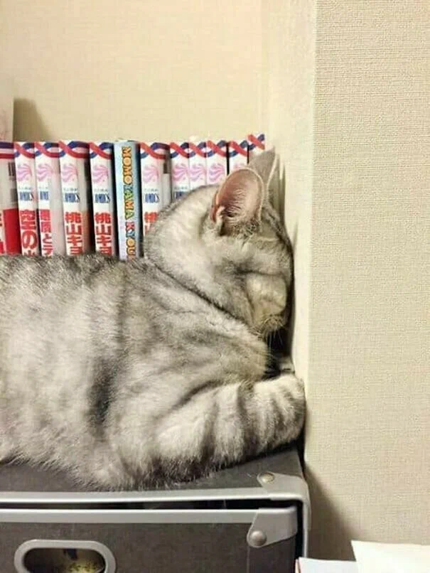 Если котик хочет СПАТЬ, он может заснуть где и как угодно