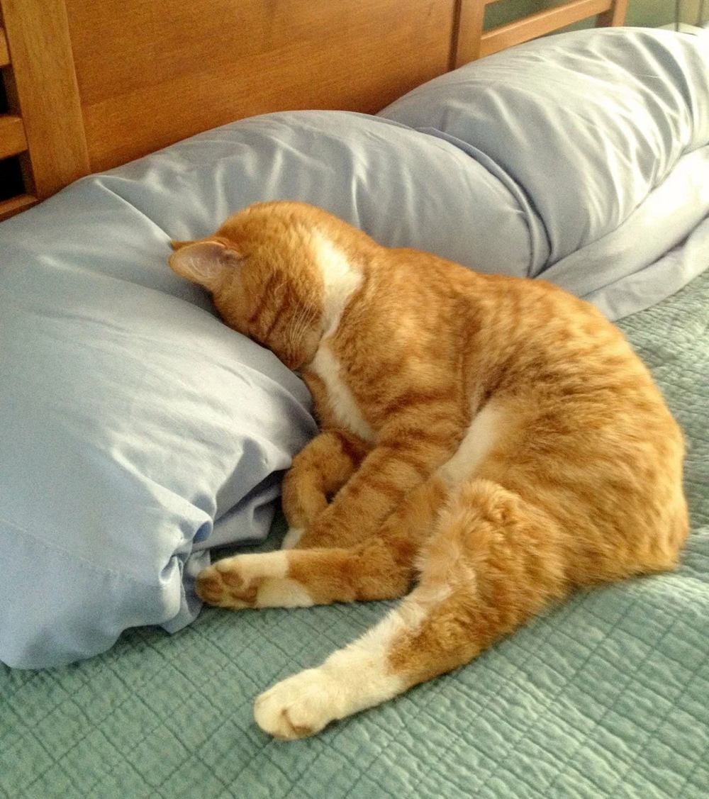 Если котик хочет СПАТЬ, он может заснуть где и как угодно