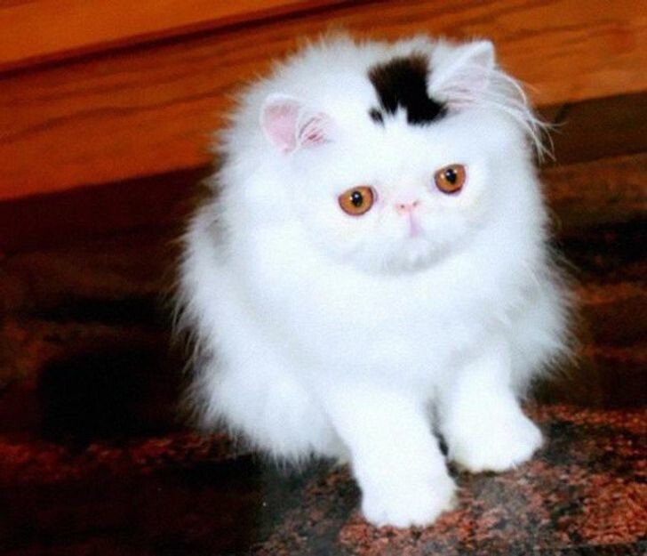 3. У этого котёнка на голове цилиндр