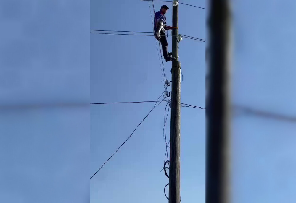 В Дагестане спасли кошку, которая залезла на столб линии электропередач