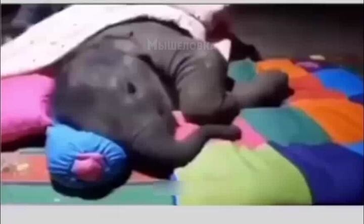 Слонёнок решил спать с работником заповедника, который постоянно о нём заботится