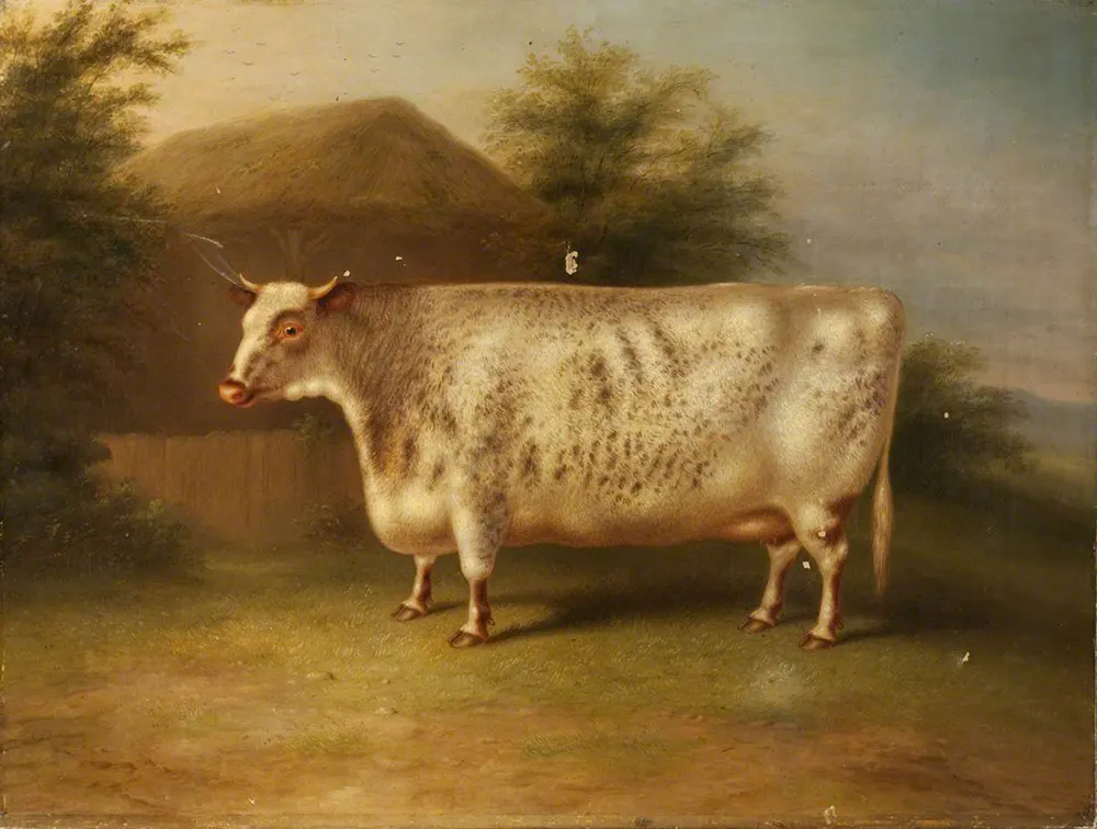 Прямоугольные коровы: геометрический домашний скот на британских картинах XIX века