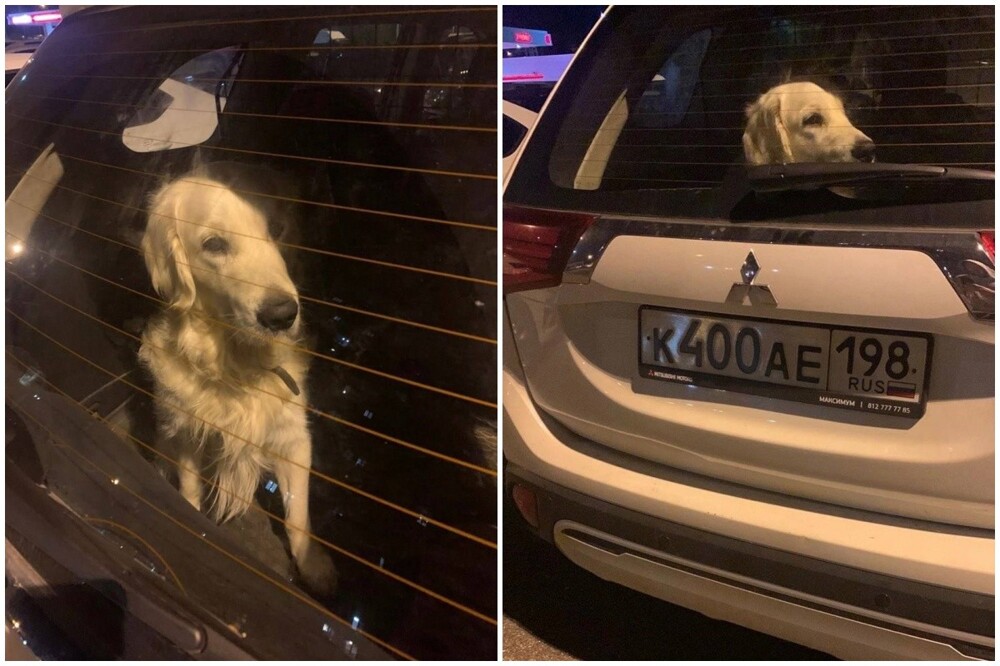 "У меня двое детей, у меня всё хорошо!": в Санкт-Петербурге хозяйка 4 года держит своего пса в машине