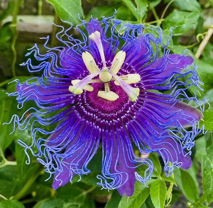 13. Пассифлора пурпурная (страстоцвет)