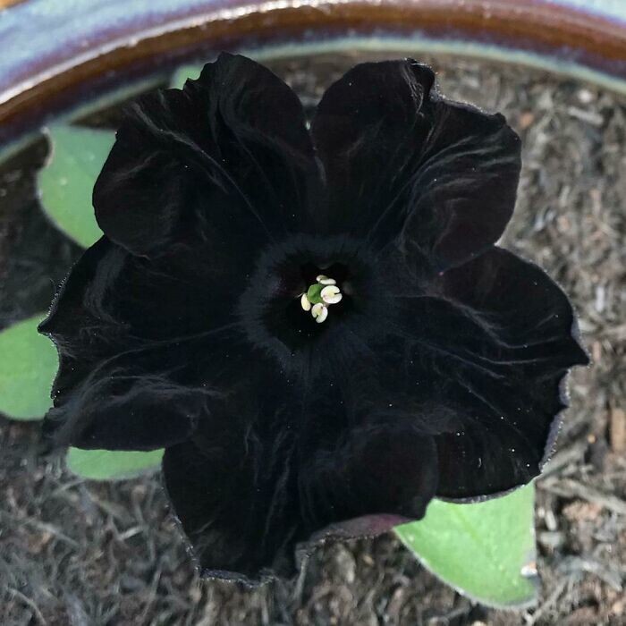 9. Черный бархат, самый черный-черный цветок в мире. Он был выведен в 2010 году