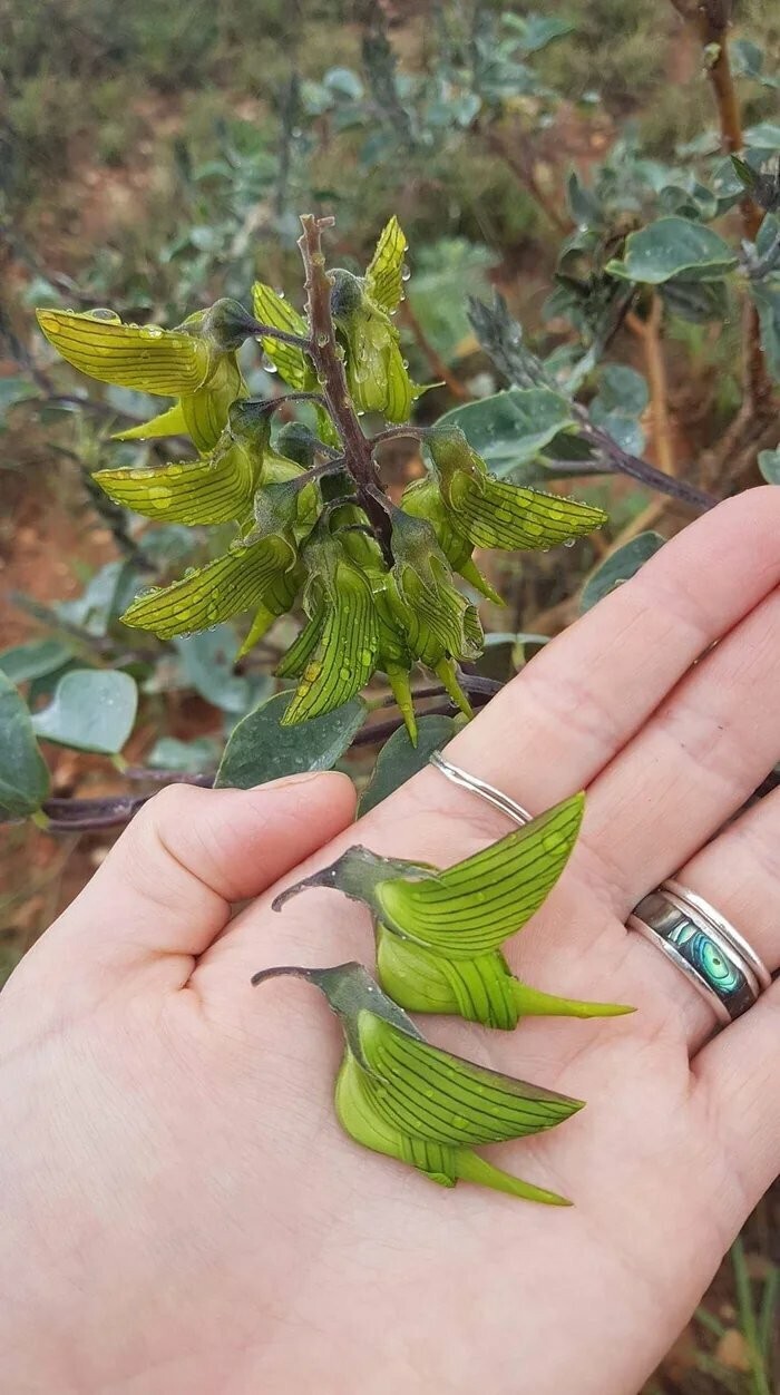 4. Растение Crotalaria Cunninghamii (Зеленый цветок колибри) имитирует птичек