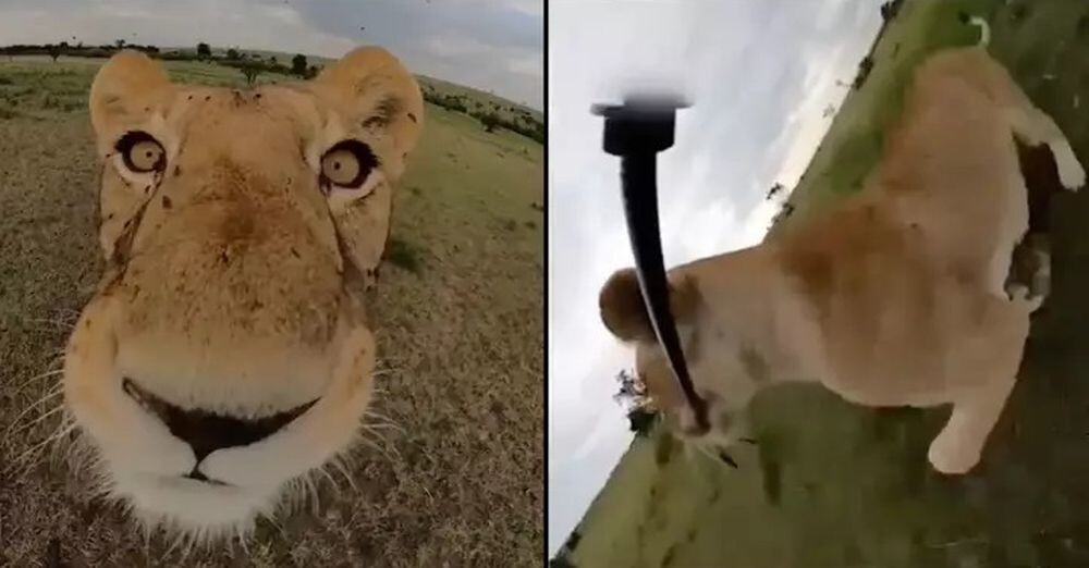 Львица украла камеру туриста