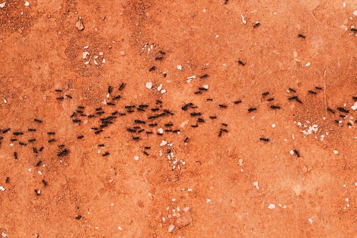 5. Феромоны мертвых муравьев