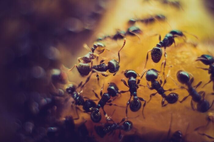 18. В мире насчитывается около 20 квадриллионов муравьев
