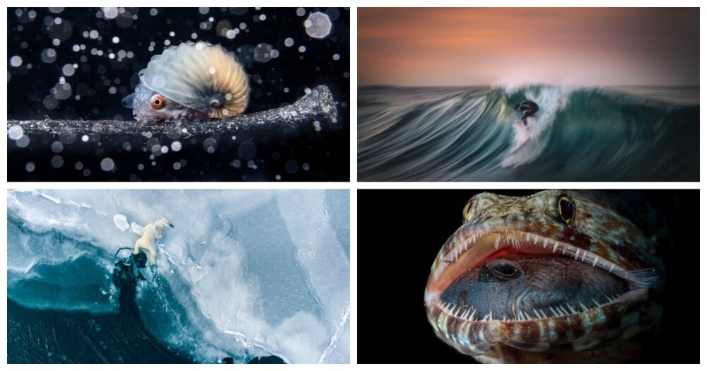 Победители конкурса Ocean Photographer of the Year 2023