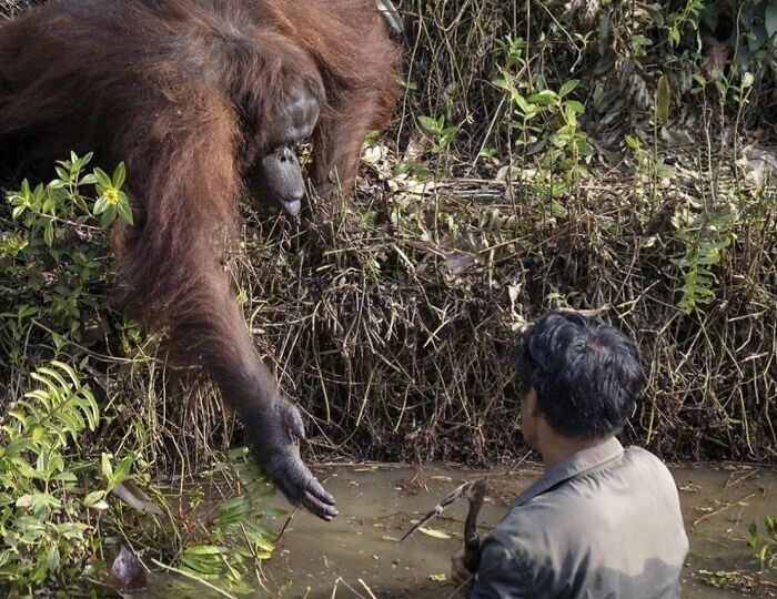 3. Орангутанг пытался спасти человека из пруда, кишащего змеями, полагая, что ему грозит опасность. На самом деле сотрудник заповедника чистил пруд от змей, чтобы обеспечить безопасность обезьян