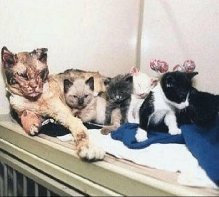 5. В 1996 году кошка по кличке Скарлетт спасла пятерых своих котят из горящего здания в Нью-Йорке. Она прошла сквозь огонь 5 раз, чтобы спасти их всех