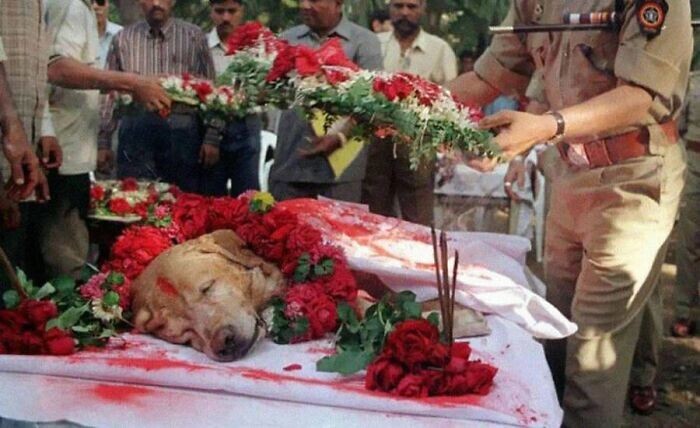 9. В 2000 году умер полицейский пес из Мумбаи по кличке Занджир. Он удостоился государственных похорон со всеми почестями