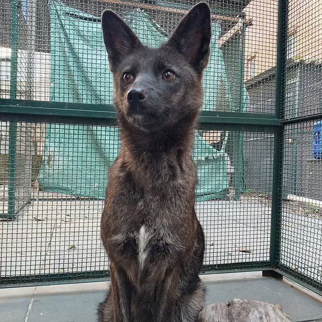 В Бразилии обнаружен первый в мире гибрид собаки и лисы