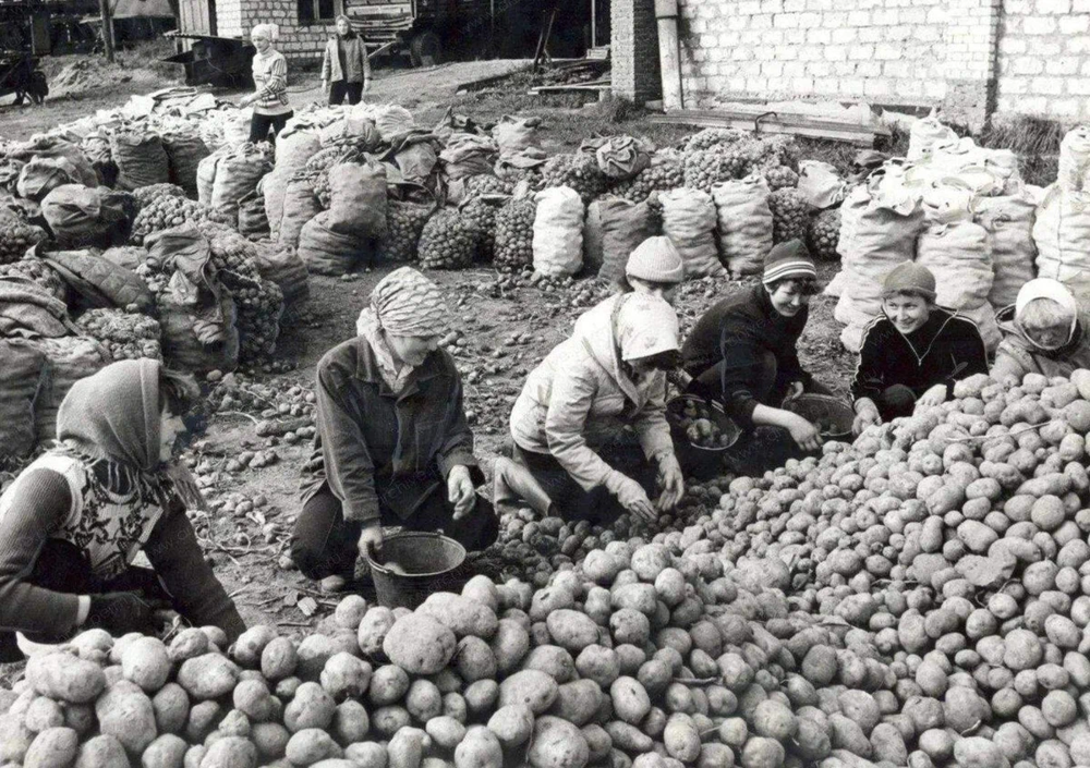 Женщины за сортировкой картофеля.