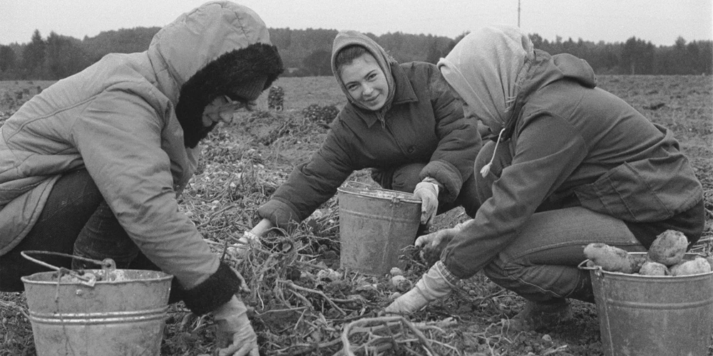 Студентки за сбором урожая картофеля в колхозе.