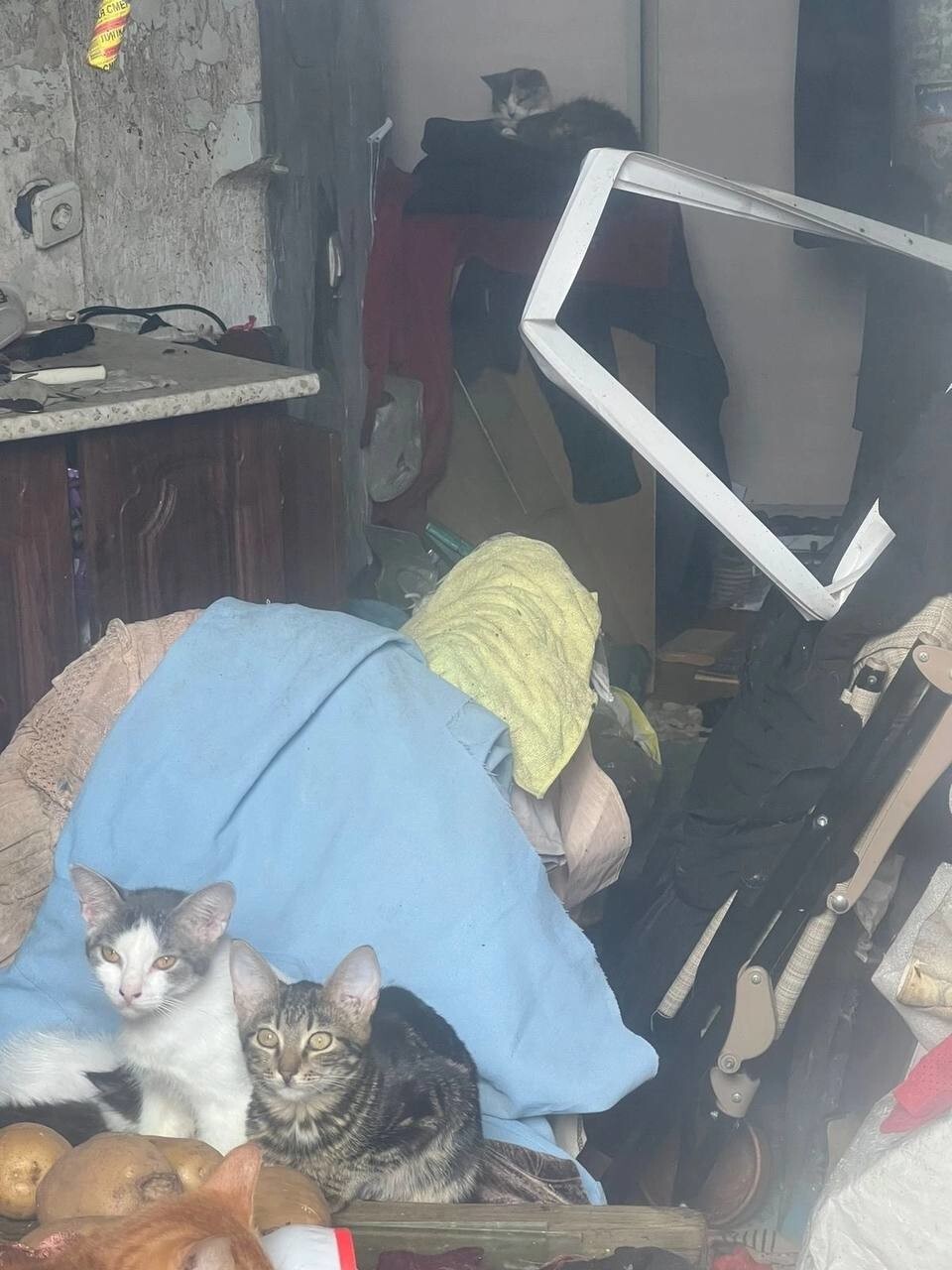 В Санкт-Петербурге спасли кошек, которых хозяйка держала в захламлённой квартире