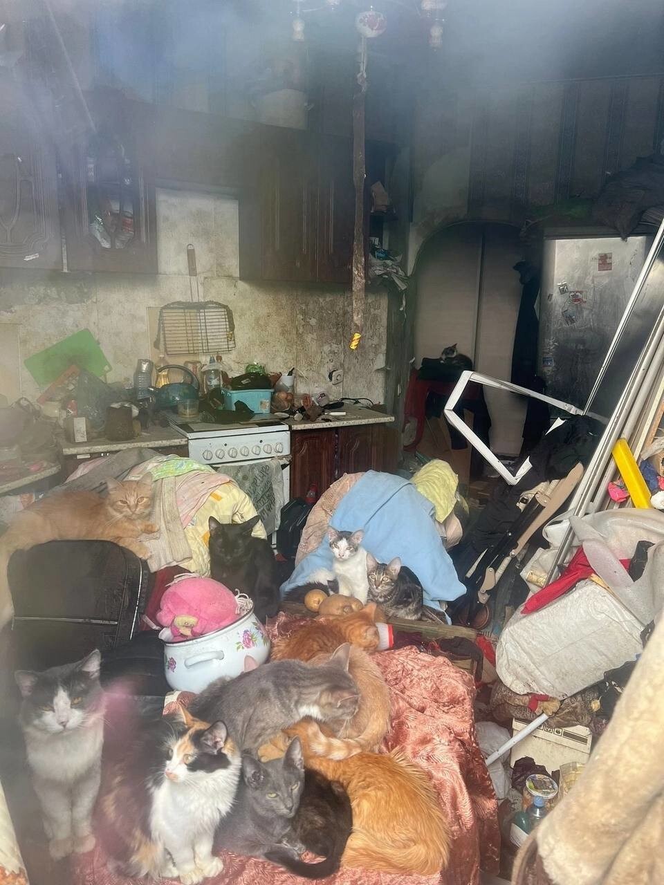 В Санкт-Петербурге спасли кошек, которых хозяйка держала в захламлённой квартире