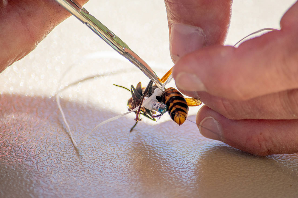 Как пчеловоды находят гнезда шершней
