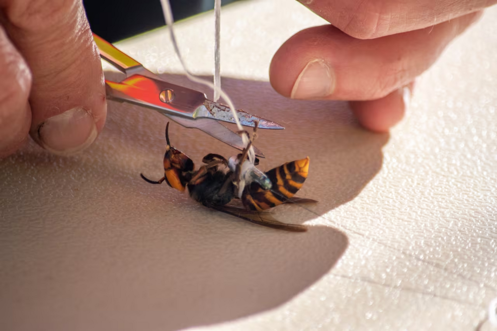 Как пчеловоды находят гнезда шершней