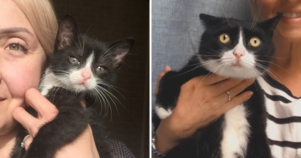 Пользователи сети показали своих милых котят, превратившихся в пушистых бандитов
