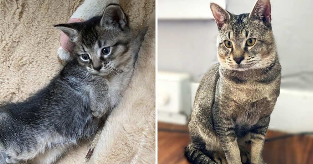 Пользователи сети показали своих милых котят, превратившихся в пушистых бандитов