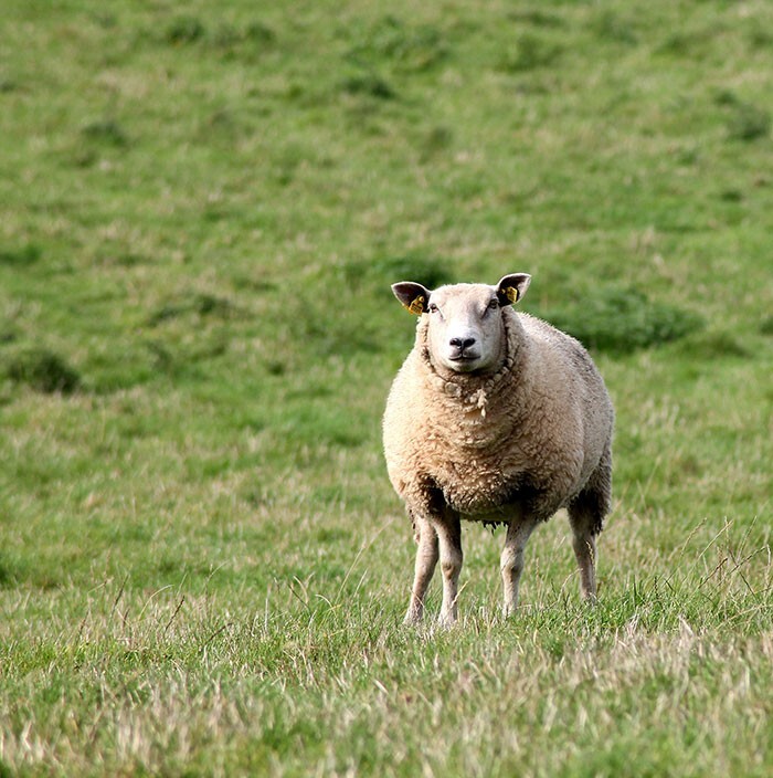 5. В 2005 году в Турции одна овца спрыгнула со скалы, и 1500 овец последовали за ней одна за другой