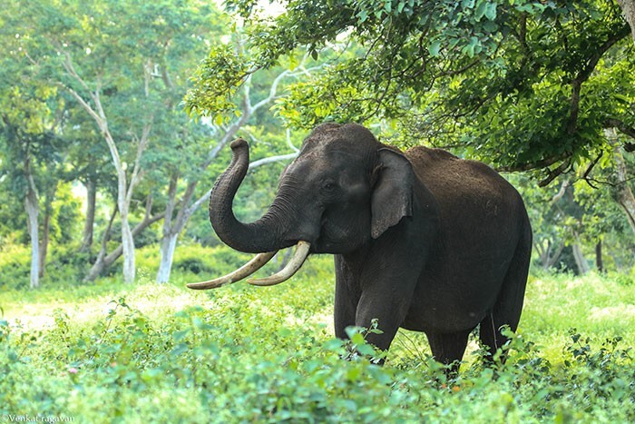 9. Хоботы слонов достаточно прочные, чтобы поднять и удерживать 350 кг, но при этом достаточно точные, чтобы расколоть скорлупу арахиса, не повреждая ядра