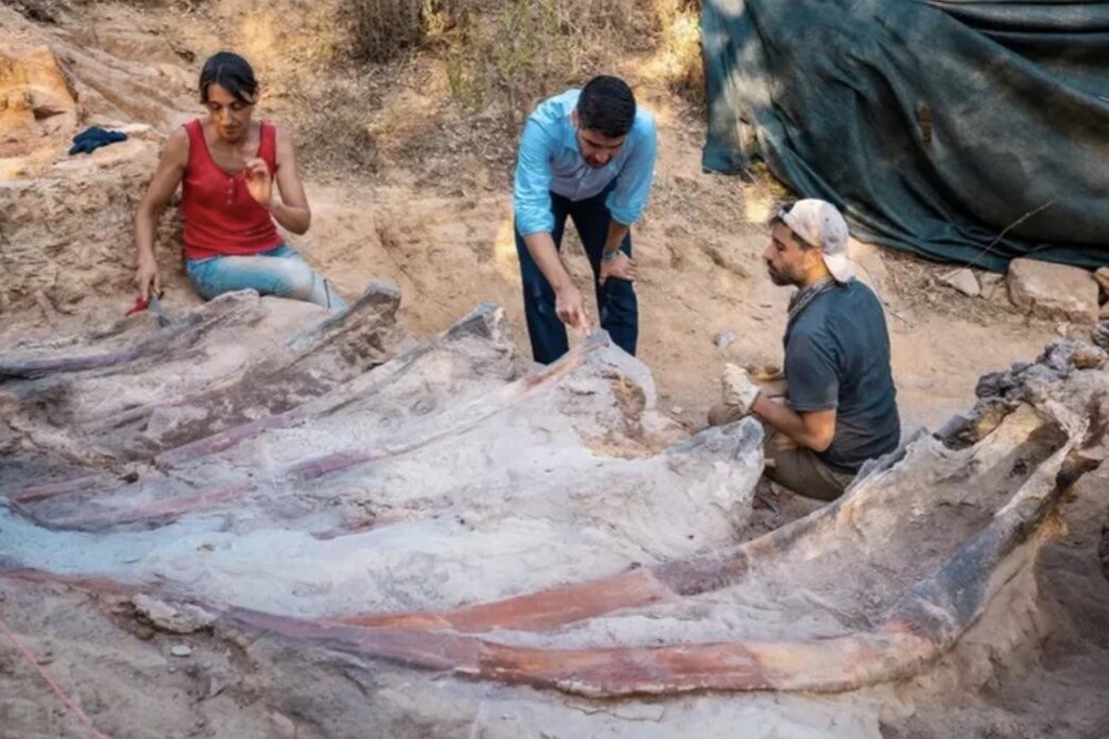 11. Португалец обнаружил во дворе своего дома останки 25-метрового динозавра
