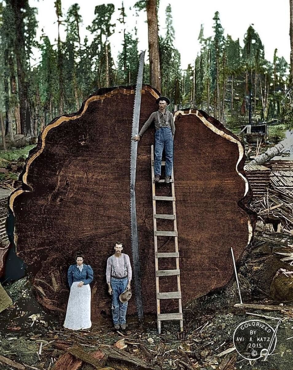 2. Семья стоит перед 1341-летним деревом, известным как "Марк Твен". Секвойю высотой 100 метров срубили за 13 дней в 1892 году в США