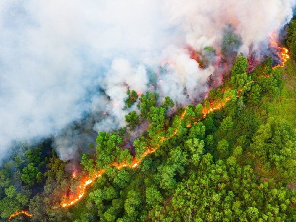 «Граница лесного пожара», Чан Туан. Провинция Бакзянг, Вьетнам