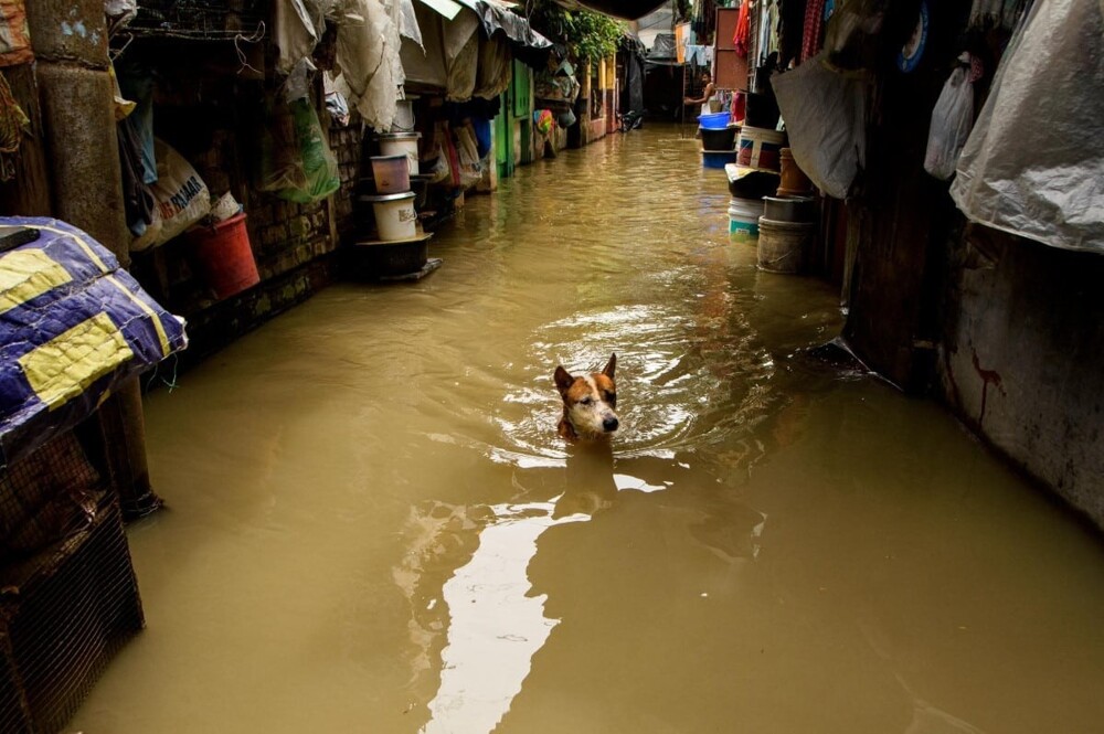 «По шею в воде», Судипта Чаттерджи. Калькутта, Западная Бенгалия, Индия