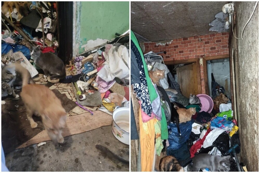 В Екатеринбурге женщина бросила в квартире десятки кошек и уехала к родственникам