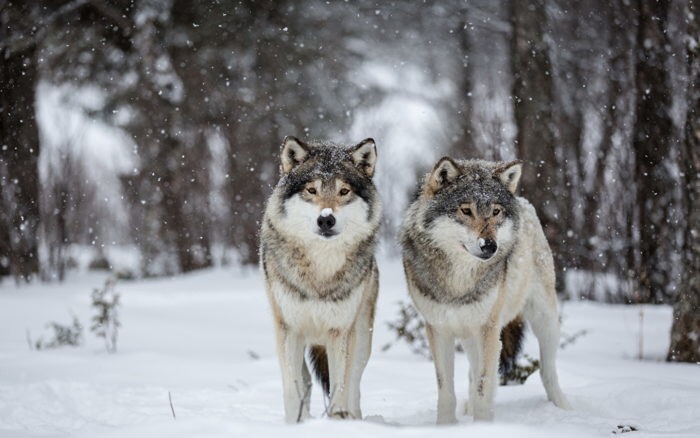 Волки и Голод