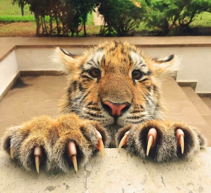 8. «Эй, не подходите близко! Я тигрёнок, а не киска»