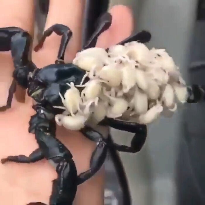 30. Скорпион несёт своих детишек на спине
