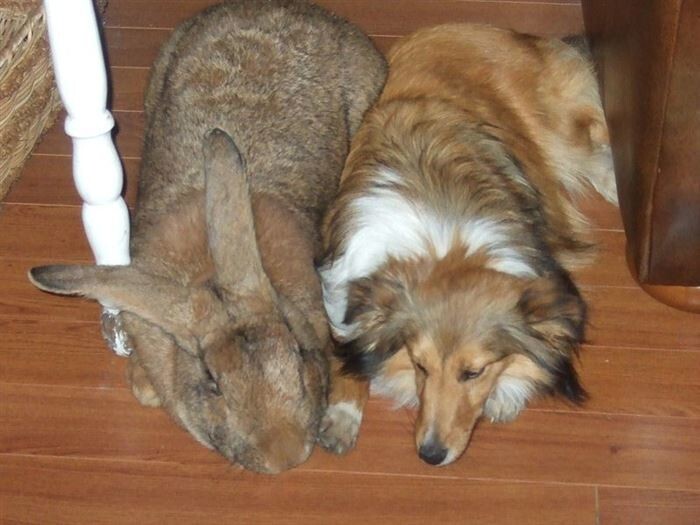 2. Фламандский кролик, размером со среднюю собаку