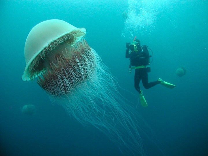 6. Медуза Номуры - одна из крупнейших в мире. Размер взрослой медузы превышает рост среднего человека