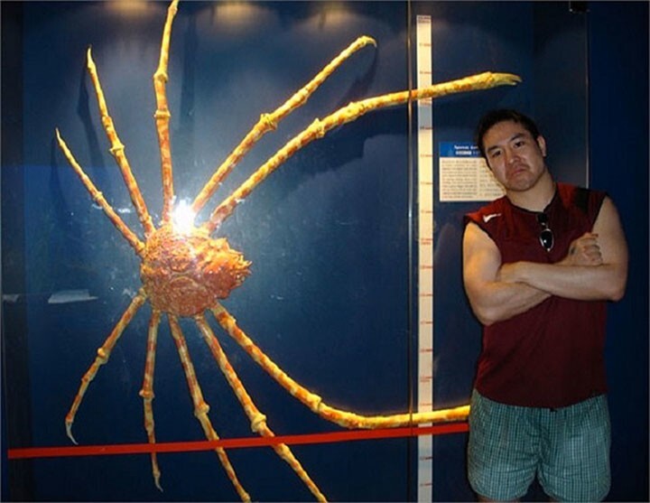 15. Японский краб-паук: крупнейшее ракообразное на Земле