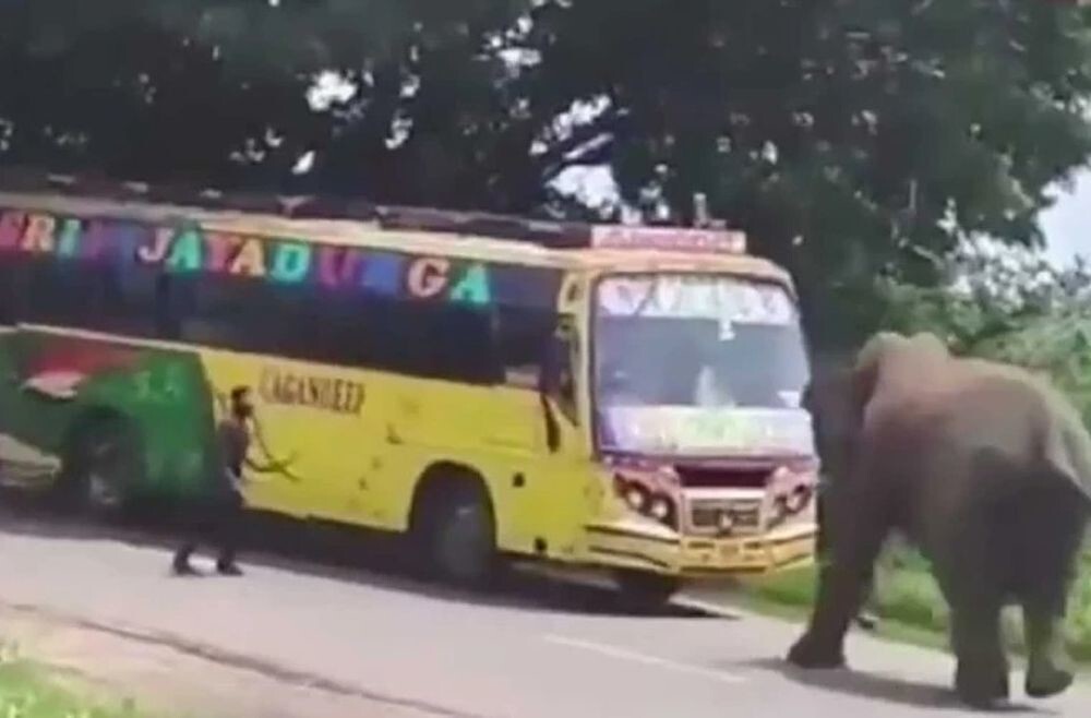 Слон напал на автобус в Индии