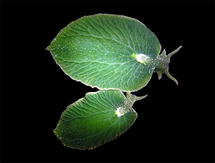 9. Похожий на лист морской слизень. Он может обходиться без еды в течение 9 месяцев благодаря способности к фотосинтезу