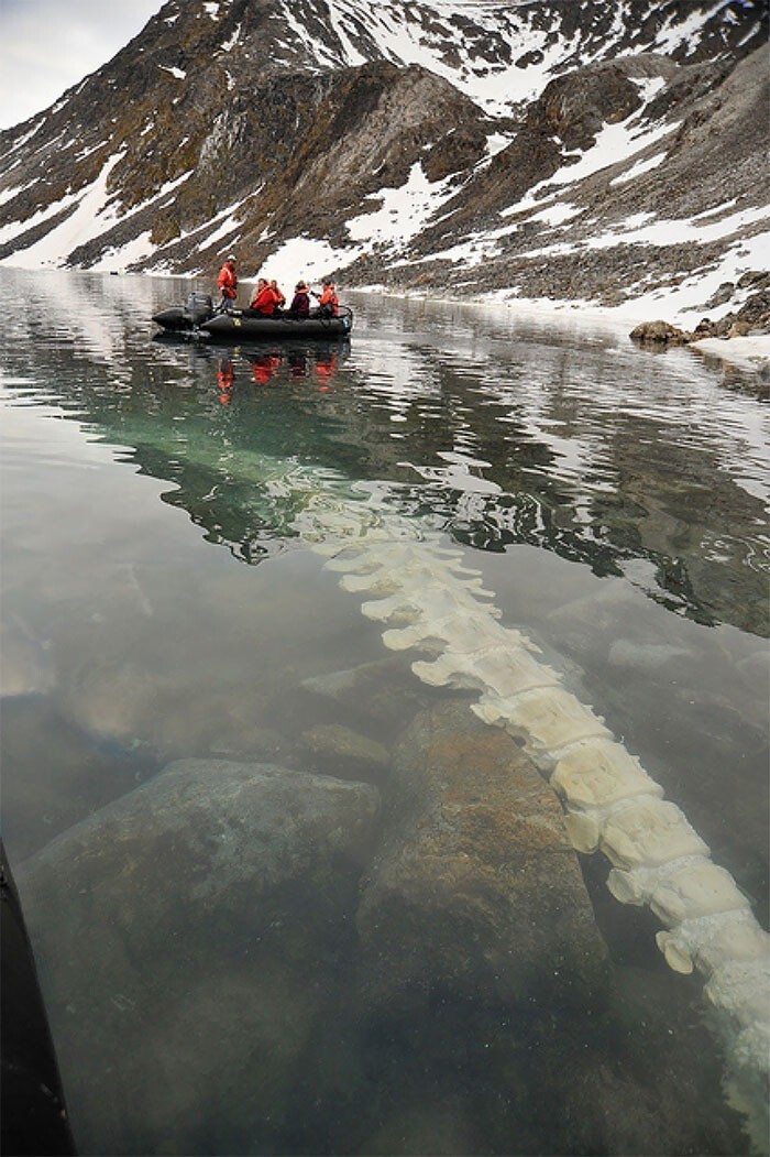 18. Позвонки финвала (кита-полосатика) под водой возле Конгсфьорда, Норвегия