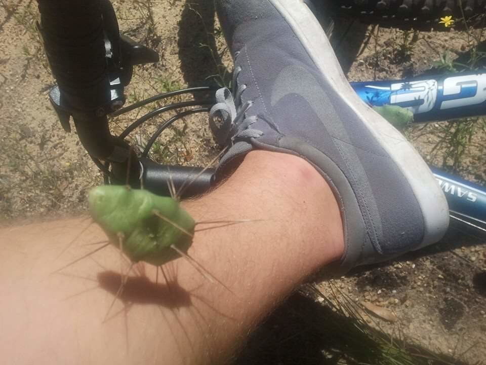 3. Я увидел первый раз в жизни кактус. Он слетел с шины моего велосипеда прямо мне в ногу. Окровавленная нога и спущенная шина