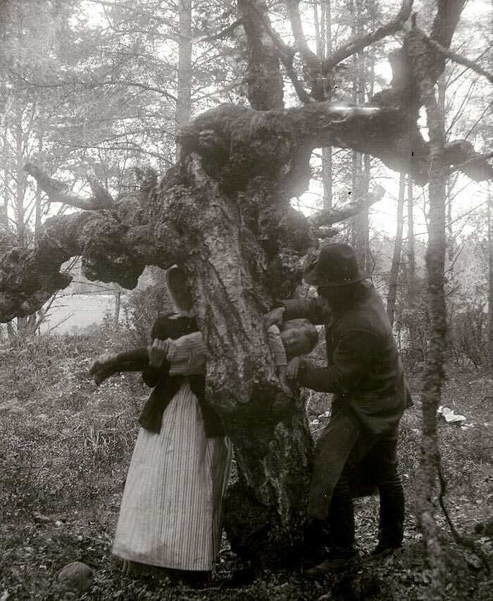 30. Родители пытаются вылечить ребенка, страдающего от рахита, протаскивая его через целебное дерево. 1918