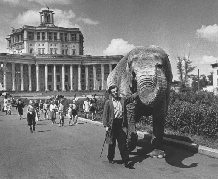 15. Дрессировщик ведёт слона от театра Красной Армии, 50-е годы