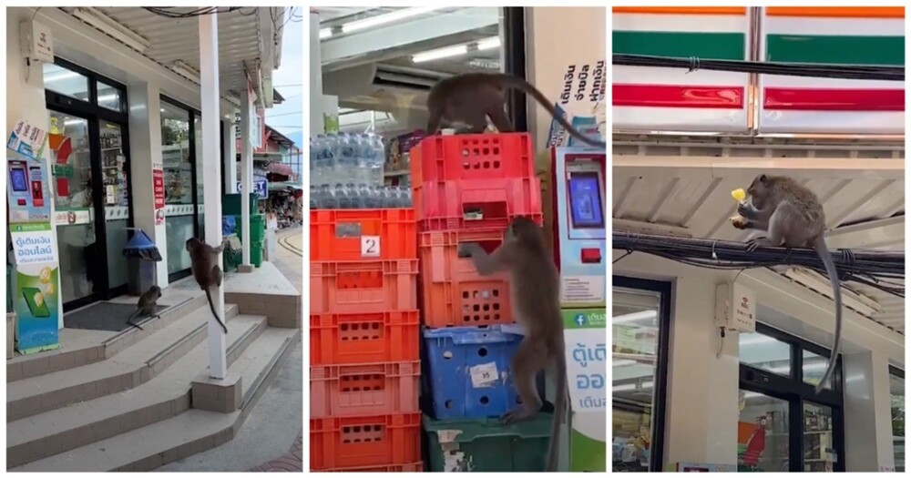 В Таиланде обезьяны совершили набег на супермаркет
