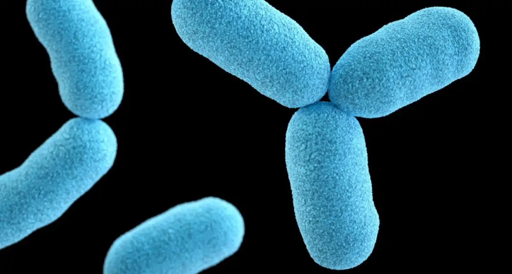 3. Бактерии могут эволюционировать и становиться устойчивыми к антибиотикам – препаратам, которые мы используем для лечения бактериальных инфекций