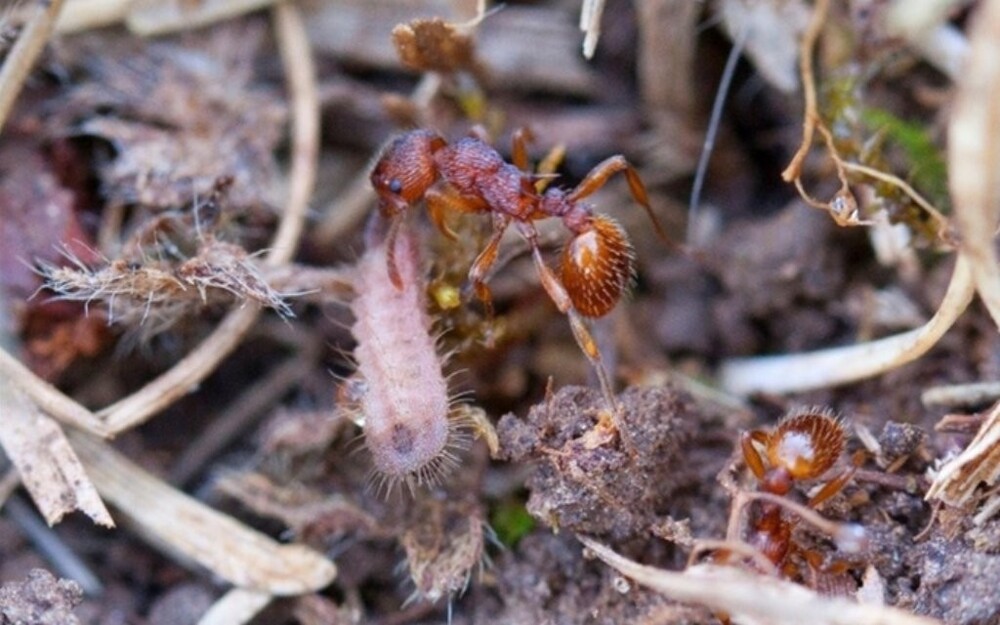 7. Гусеницы голубянок умеют обманывать муравьев