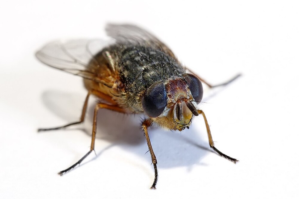 19. Некоторые ученые считают мух самыми опасными из всех животных из-за того, что они легко распространяют болезни
